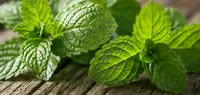 Amla Ingredient
