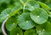 Rhodiola Ingredient